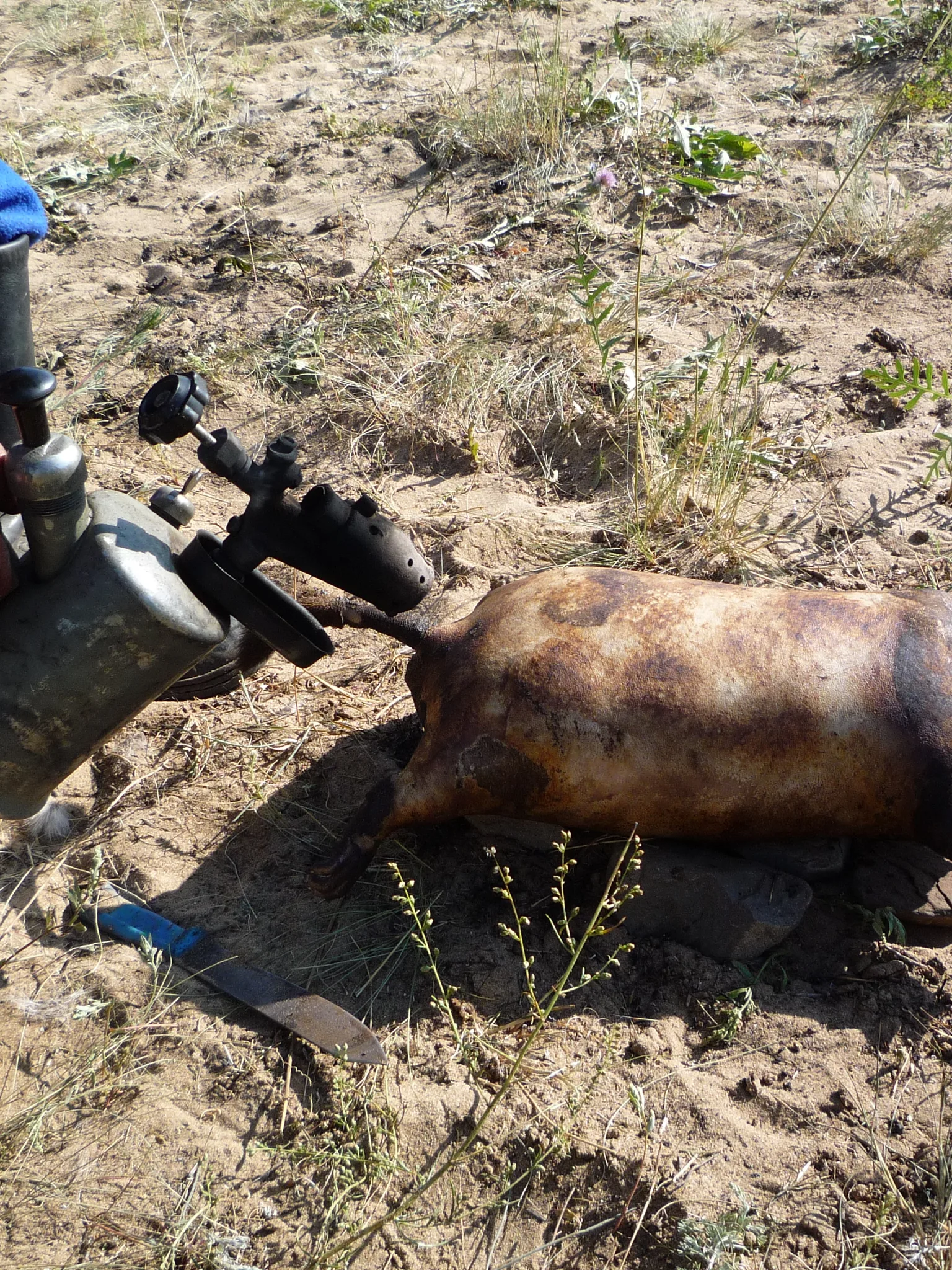 boodog: Mongolian hunter prepares a boodog using a marmot