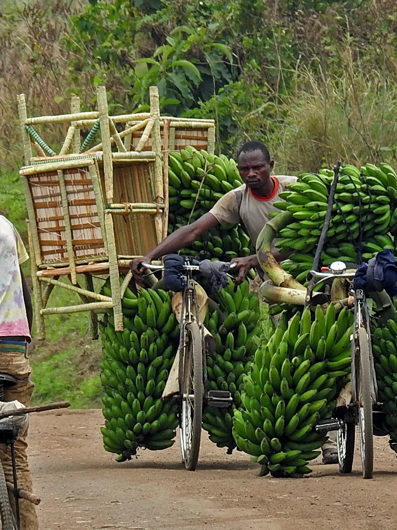 Matoke: This is an image of "African people at work" from